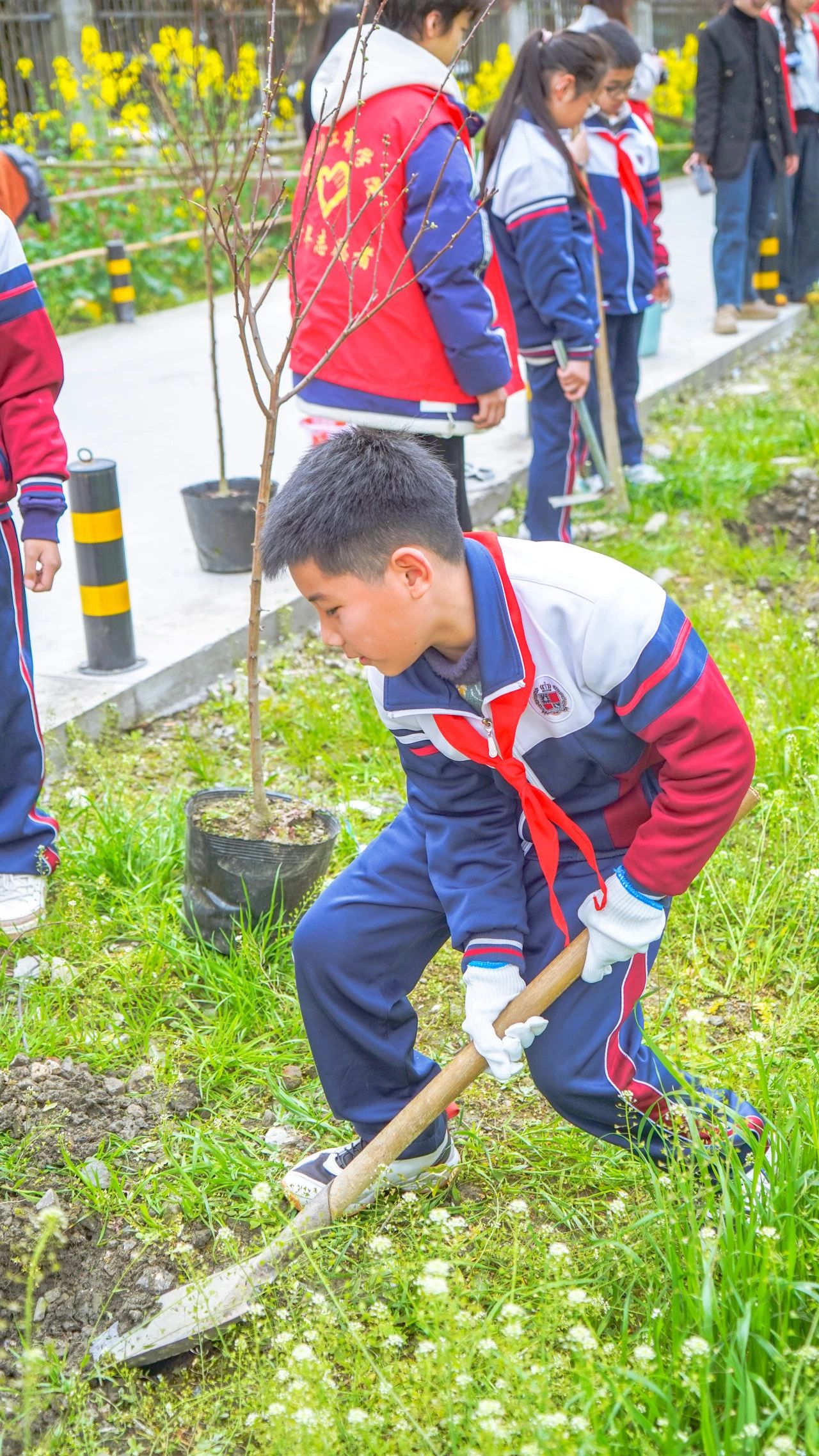 成川外的这堂课，搬进了油菜花地！(图19)